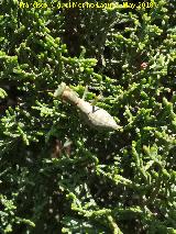 Mantis enana europea - Ameles spallanziana. Jan