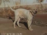 Perro - Canis lupus familiaris. Casera de Don Bernardo - Navas de San Juan
