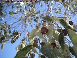 Almez - Celtis australis. Peas de Castro - Jan