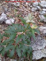 Peona - Paeonia officinalis. Fruto. Puerto de la Senda - Jan