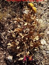 Peona - Paeonia officinalis. Seca con los frutos. Serrezuela de Bedmar