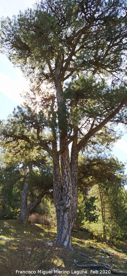 Pino laricio - Pino laricio. Loma de Cagasebo - Quesada