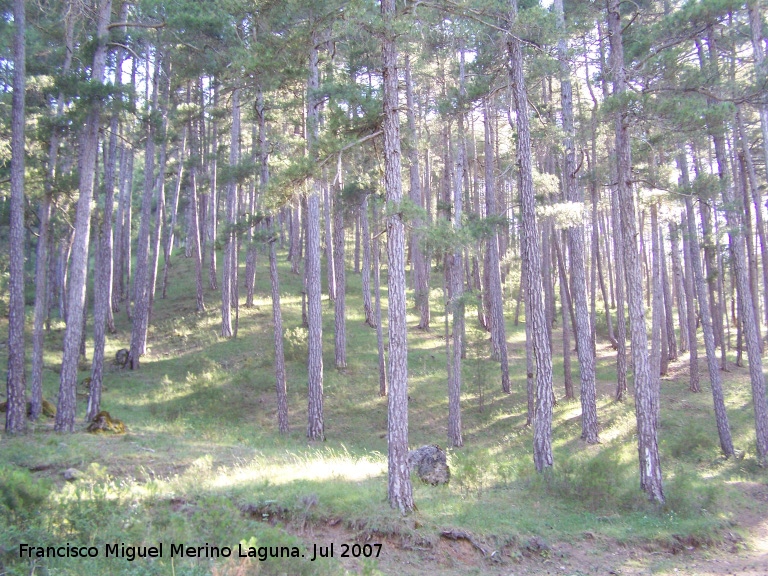 Pino laricio - Pino laricio. Segura