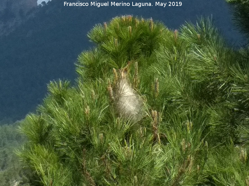 Polilla Procesionaria del pino - Polilla Procesionaria del pino. Nido. Cerro de la Laguna - Orcera