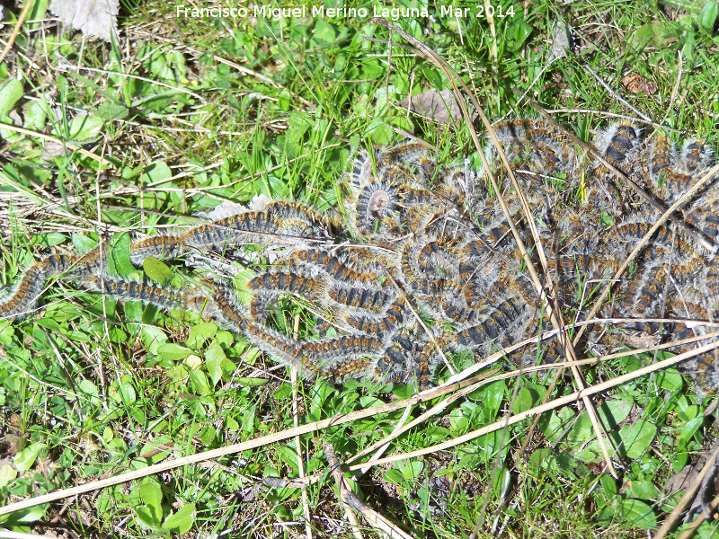 Polilla Procesionaria del pino - Polilla Procesionaria del pino. Torrealver - Navas de San Juan