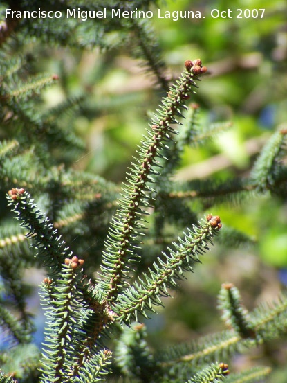 Pinsapo - Pinsapo. Cazorla