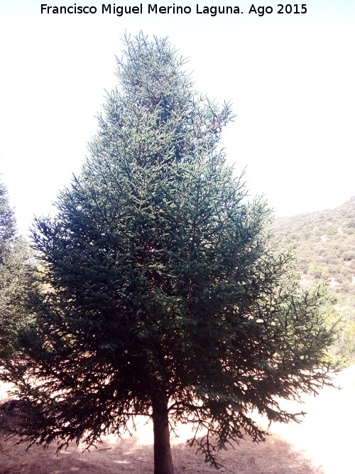 Pinsapo - Pinsapo. Prados Bajos - Campillo de Arenas