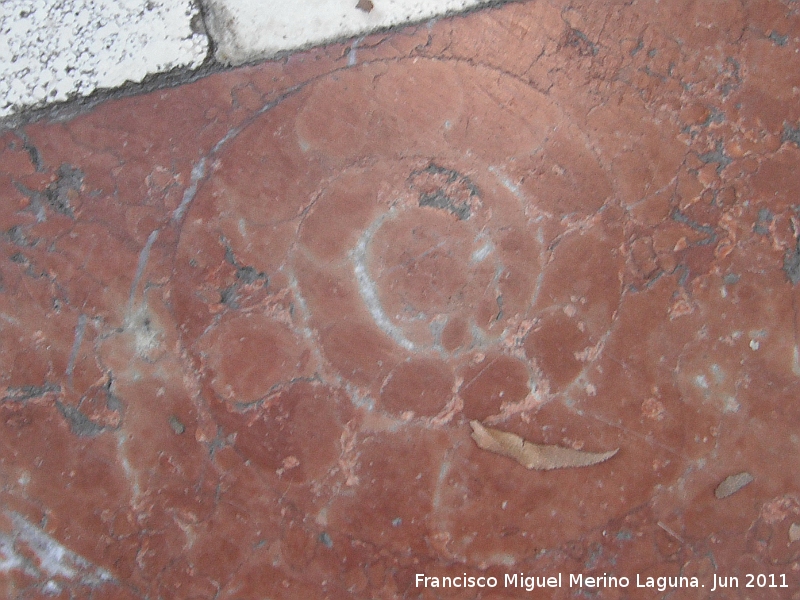 Paseo de la Estacin - Paseo de la Estacin. Fsil en los mosaicos del Paseo (Ammonitico Rosso)