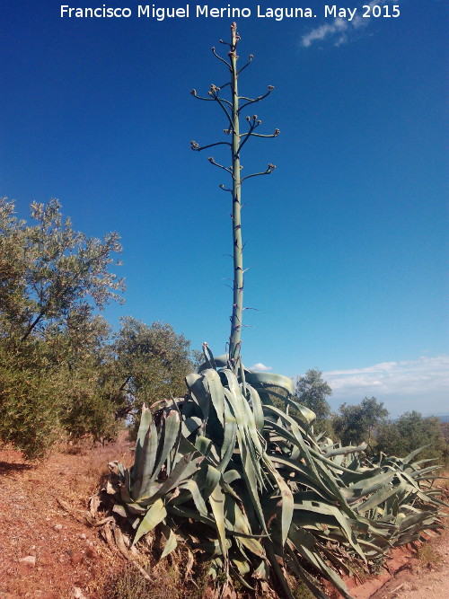 Cactus Pita - Cactus Pita. Cerro Mortero - Vilches