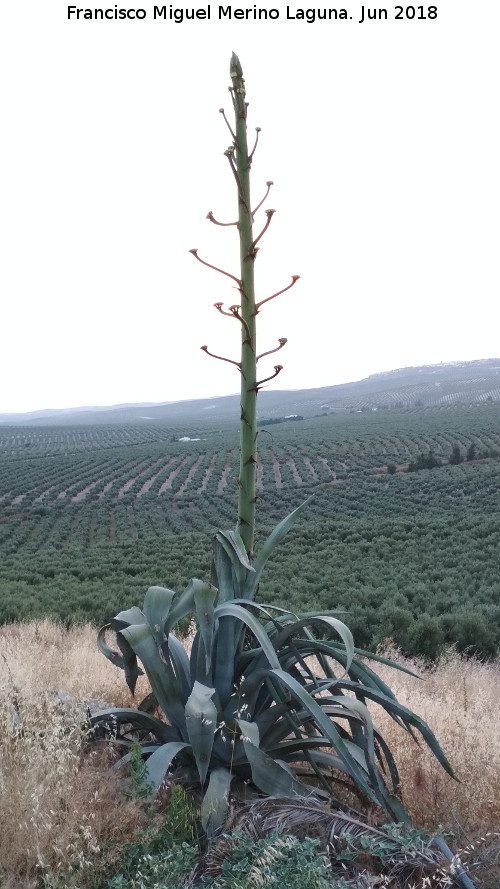 Cactus Pita - Cactus Pita. Torre de Alczar - Torredonjimeno