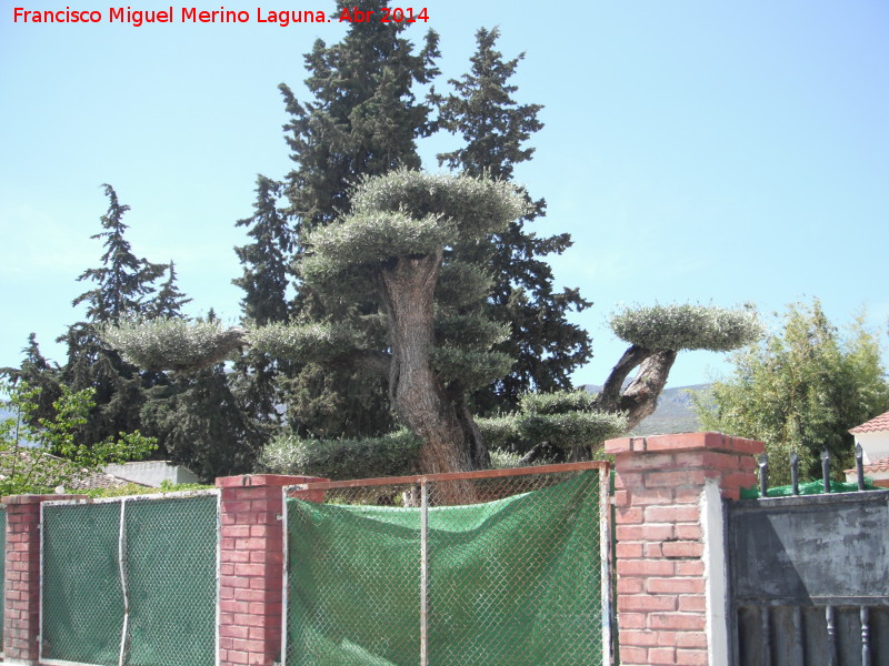 Aldea Puente de la Sierra - Aldea Puente de la Sierra. Olivo podado al estilo bonsai