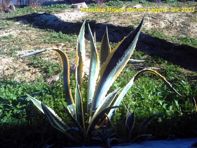 Cactus Pita marginata - Cactus Pita marginata. Cazorla