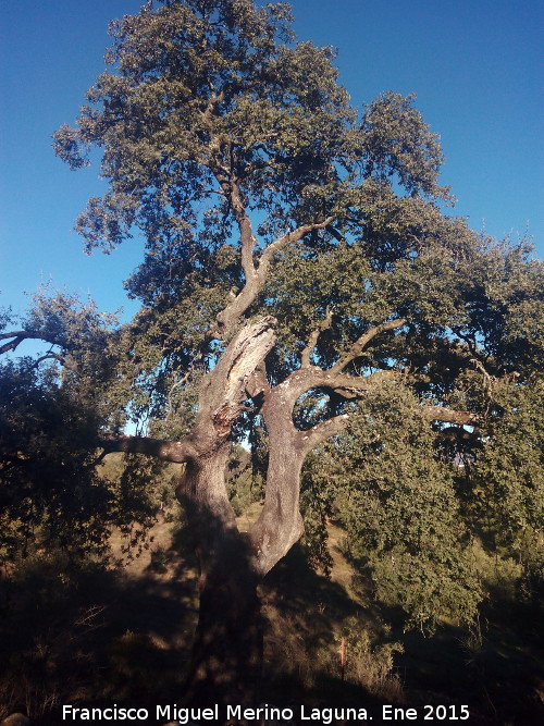 Encina de Luis Rodrguez - Encina de Luis Rodrguez. 