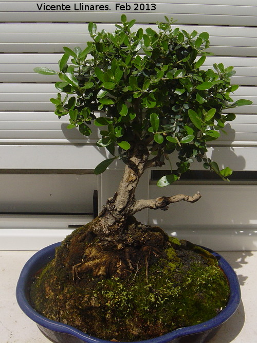 Pitosporo - Pitosporo. Bonsai Torredelcampo