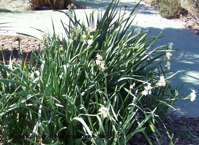 Narciso blanco silvestre - Narciso blanco silvestre. Granada
