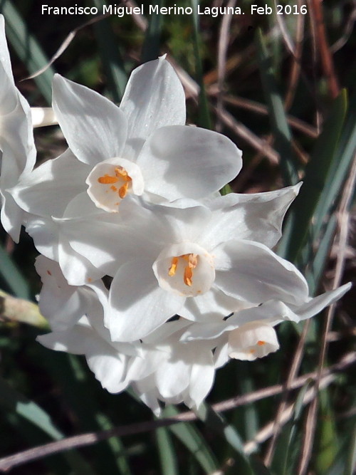 Narciso blanco silvestre - Narciso blanco silvestre. Peas de Castro - Jan