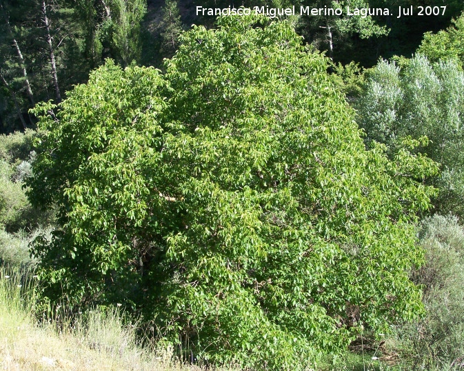 Noguera - Noguera. Segura