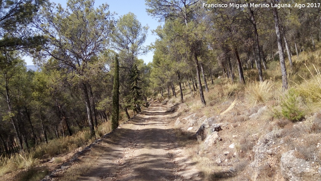 Sierra de Caniles - Sierra de Caniles. Pinos