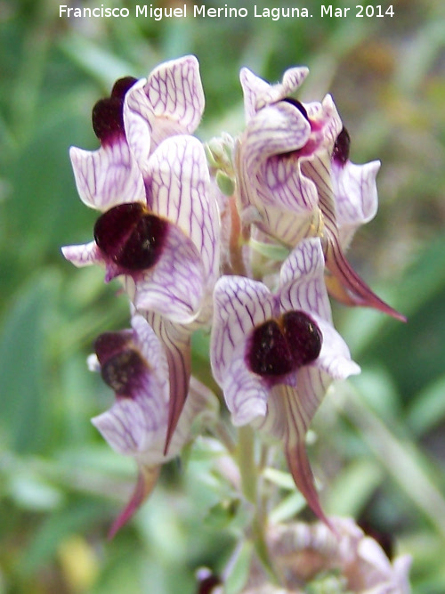 Linaria anticaria - Linaria anticaria. Cerro de la Harina - Alcaudete