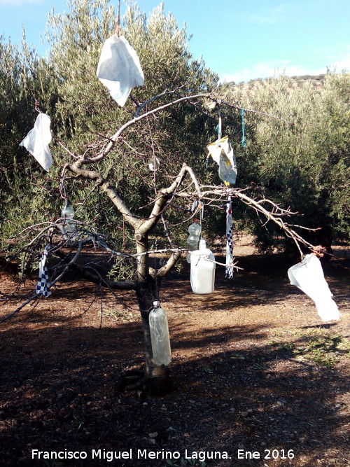 Curiosidades - Curiosidades. rbol espantapjaros en la Loma del Caballo - Castillo de Locubn