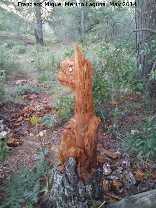 Curiosidades - Curiosidades. Duende de la Sierra Sur