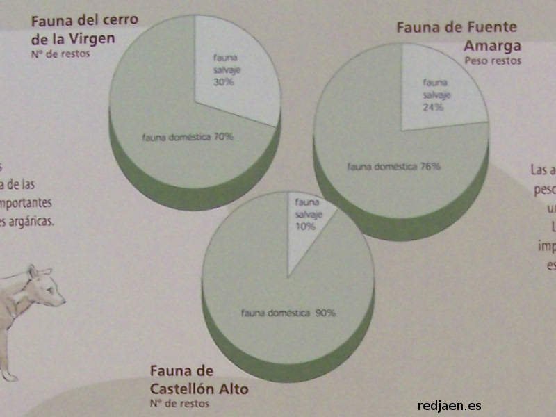 Castelln Alto - Castelln Alto. Fauna salvaje