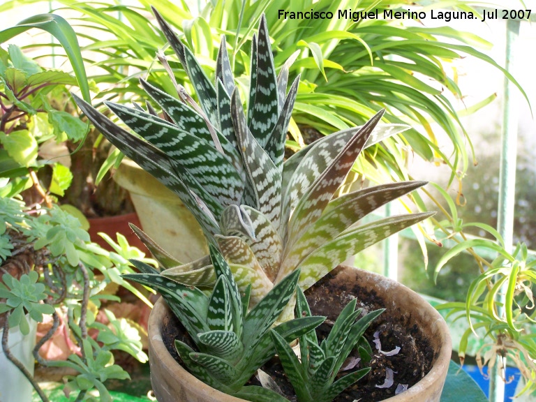 Cactus Aloe tigre - Cactus Aloe tigre. Navas de San Juan