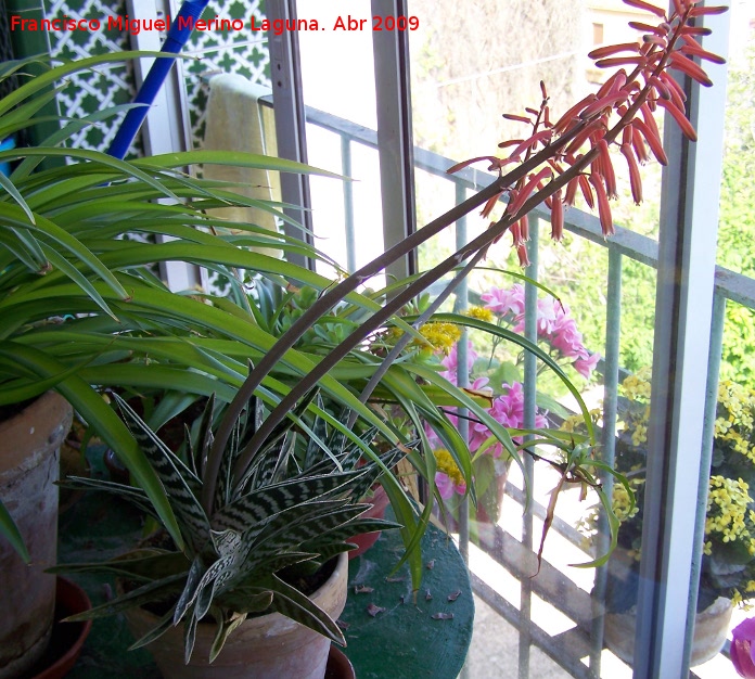Cactus Aloe tigre - Cactus Aloe tigre. Navas de San Juan