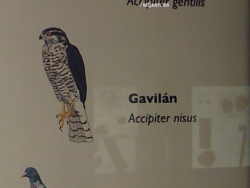 Pájaro Gavilán - Pájaro Gavilán. Exposición en Jaén