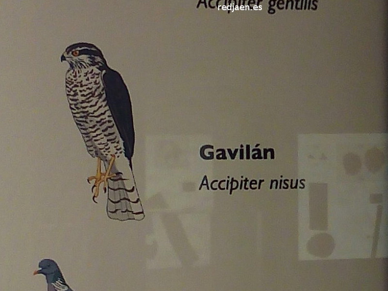 Pjaro Gaviln - Pjaro Gaviln. Exposicin en Jan