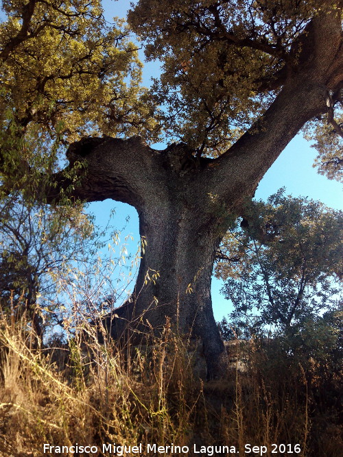 Quejigo - Quejigo. Cortijo del Fondo de las Caseras de San Isidro - Alcal la Real