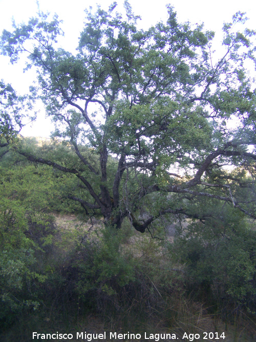 Quejigo - Quejigo. Moralejo - Valdepeas de Jan