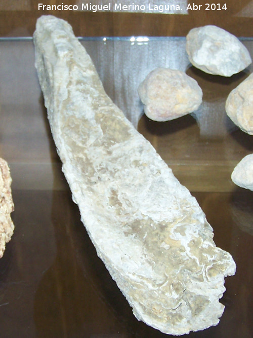 Bivalvo Ostra crasisima - Bivalvo Ostra crasisima. Andjar. Museo Arqueolgico Profesor Sotomayor