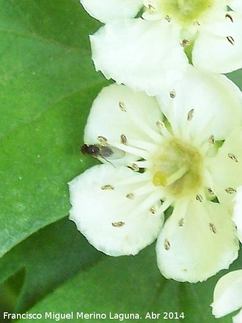 Mosca Simulio - Mosca Simulio. Laguna Grande - Baeza