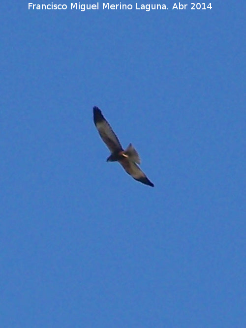 Pjaro Aguilucho Cenizo - Pjaro Aguilucho Cenizo. Laguna Grande - Baeza