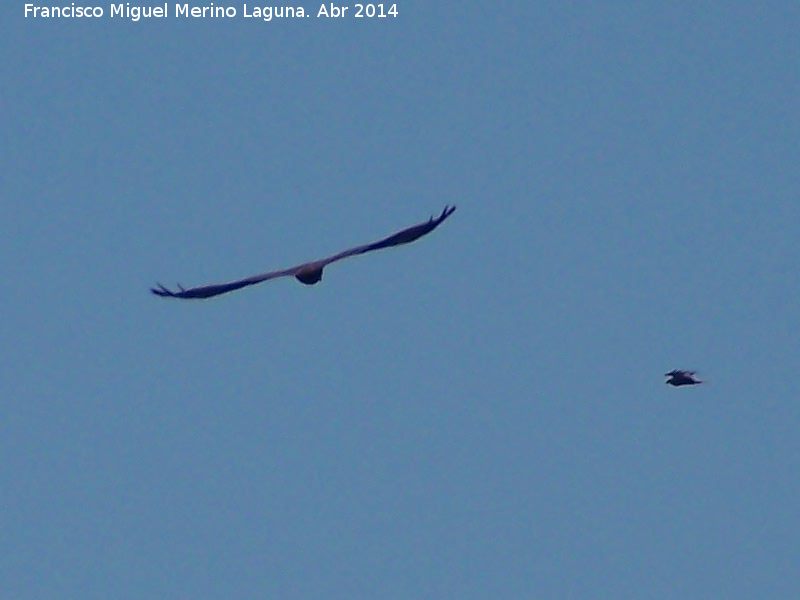 Pjaro Aguilucho Cenizo - Pjaro Aguilucho Cenizo. Laguna Grande - Baeza