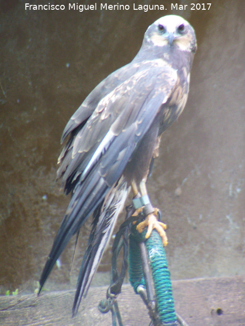 Pjaro Aguilucho Cenizo - Pjaro Aguilucho Cenizo. Riopar