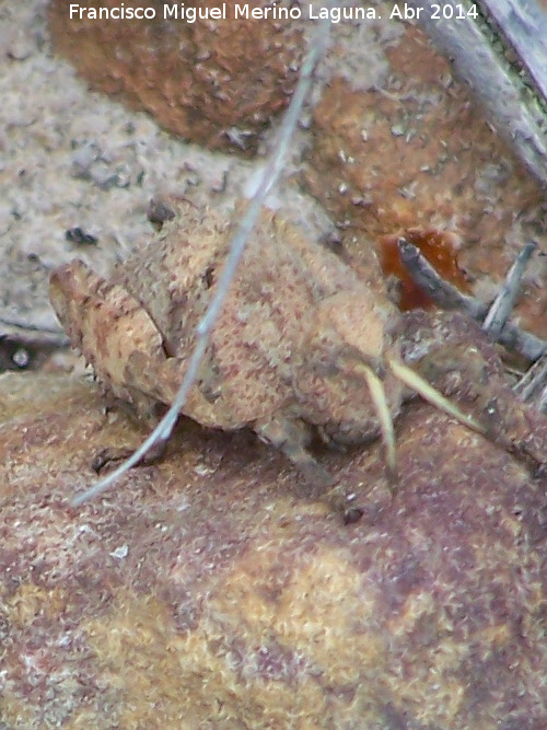 Saltamontes ocnerodes - Saltamontes ocnerodes. Sierra de Dormideros - Fuencaliente