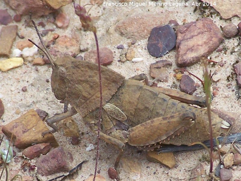 Saltamontes ocnerodes - Saltamontes ocnerodes. Sierra de Dormideros - Fuencaliente