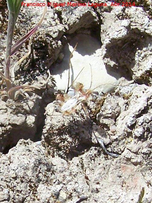 Chinche Phyllophya laciniata - Chinche Phyllophya laciniata. Torre de la Cabeza - Pegalajar