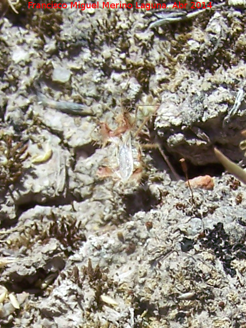 Chinche Phyllophya laciniata - Chinche Phyllophya laciniata. Torre de la Cabeza - Pegalajar