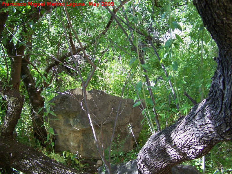 Canjorro - Canjorro. Rocas entre la vegetacin