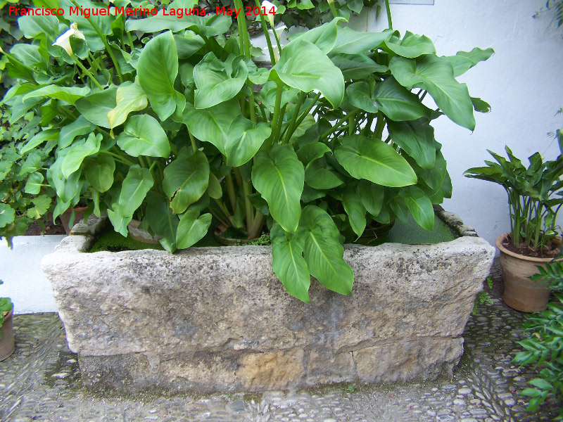 Palacio de Viana. Patio del Pozo - Palacio de Viana. Patio del Pozo. Pila