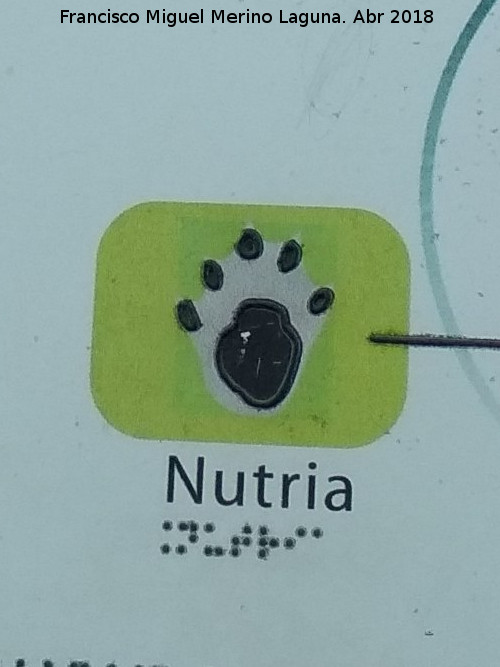 Nutria - Nutria. Huella