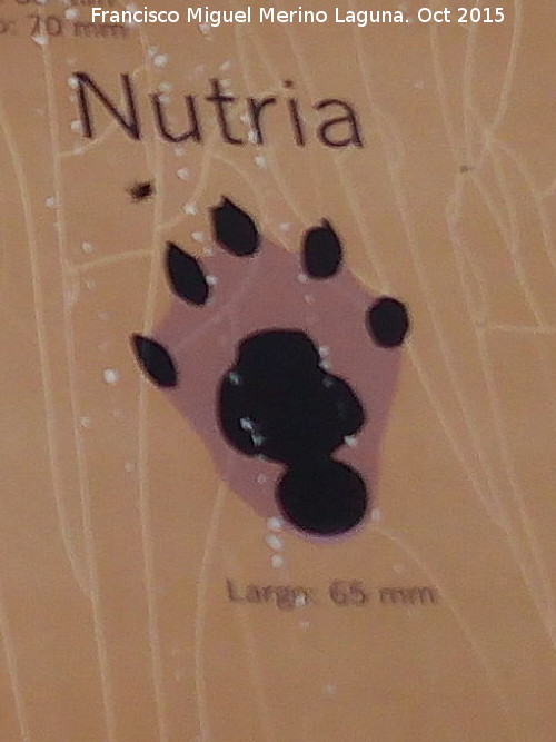 Nutria - Nutria. Huella