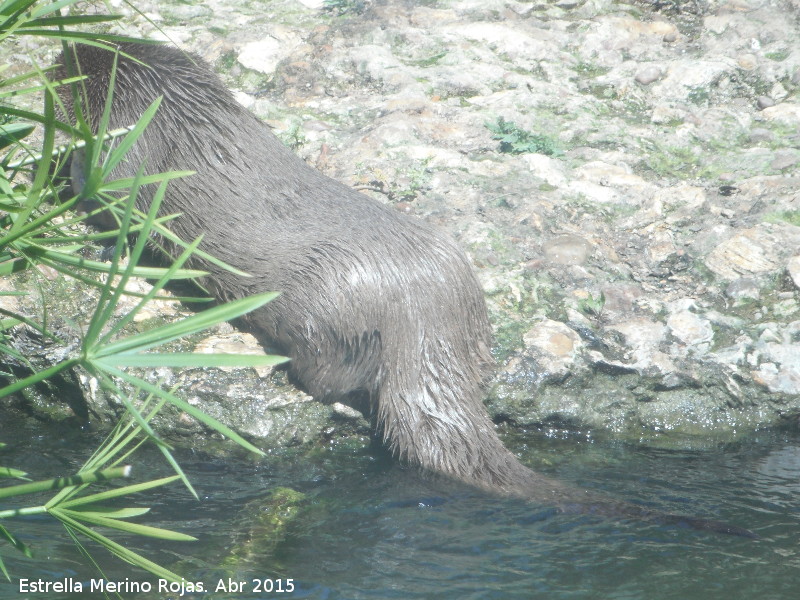 Nutria - Nutria. Zoo de Crdoba