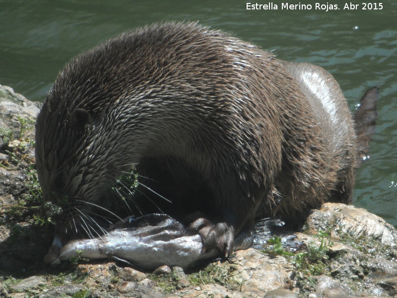 Nutria - Nutria. Zoo de Crdoba