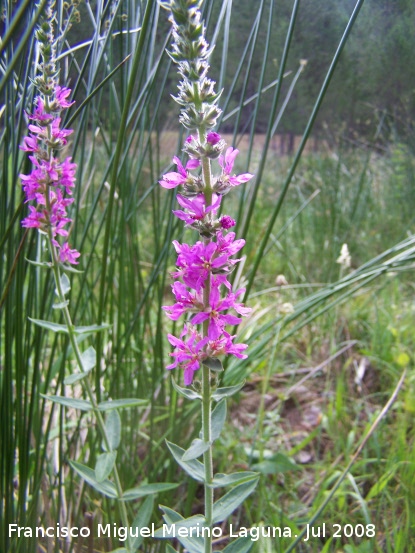 Salicaria - Salicaria. Segura