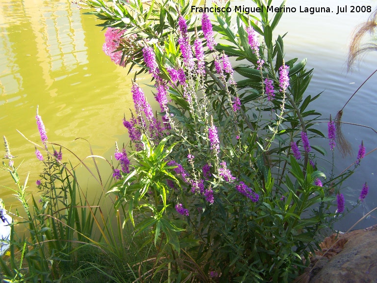 Salicaria - Salicaria. Benalmdena