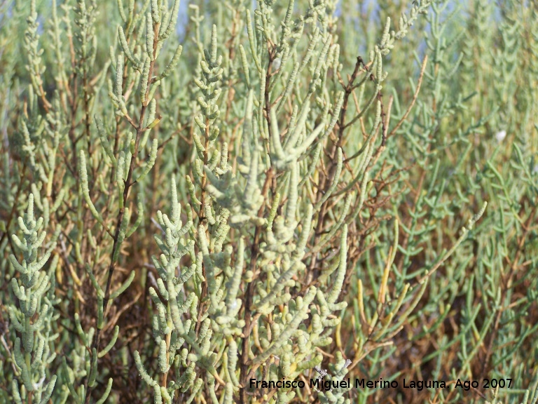 Salicornia - Salicornia. Santa Pola
